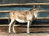 Donkey and Mule Art - Donkey by the Barn